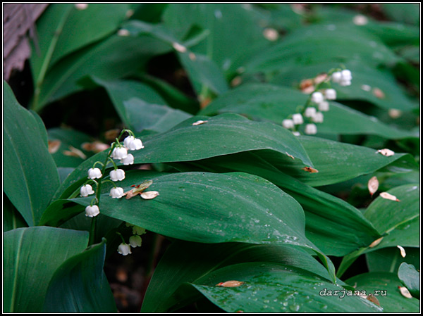 Ландыши майские - фото весенних цветов во время цветения, особенности посадки и пересадки.