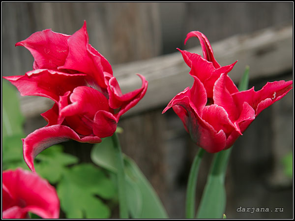 Фотография лилиецветных тюльпанов.