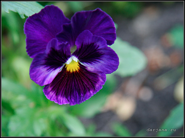 Фотография цветущей фиалки трехцветной - виолы (Анютины глазки), описание растения, размножение, агротехника
