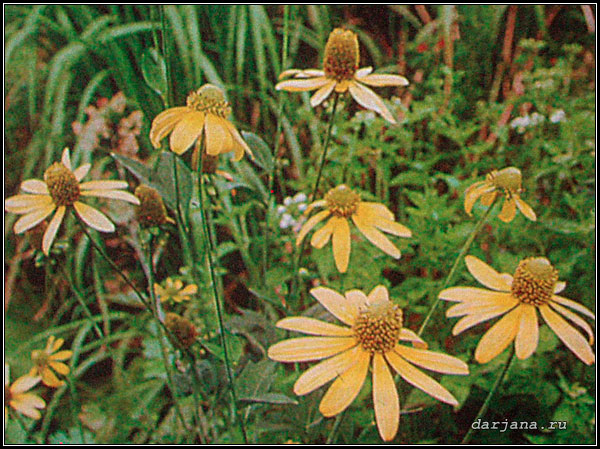 Фото Рудбекия рассеченная простая форма, описание растения, цветение, уход, выращивание.